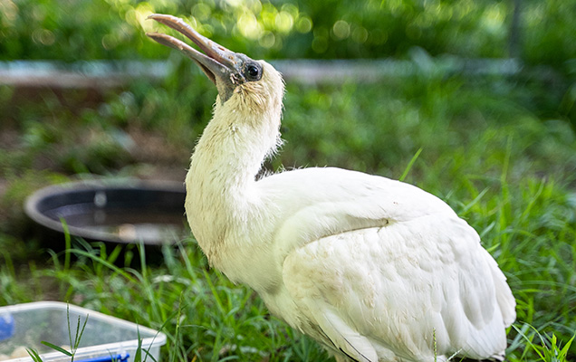 spoonbill in recovery
